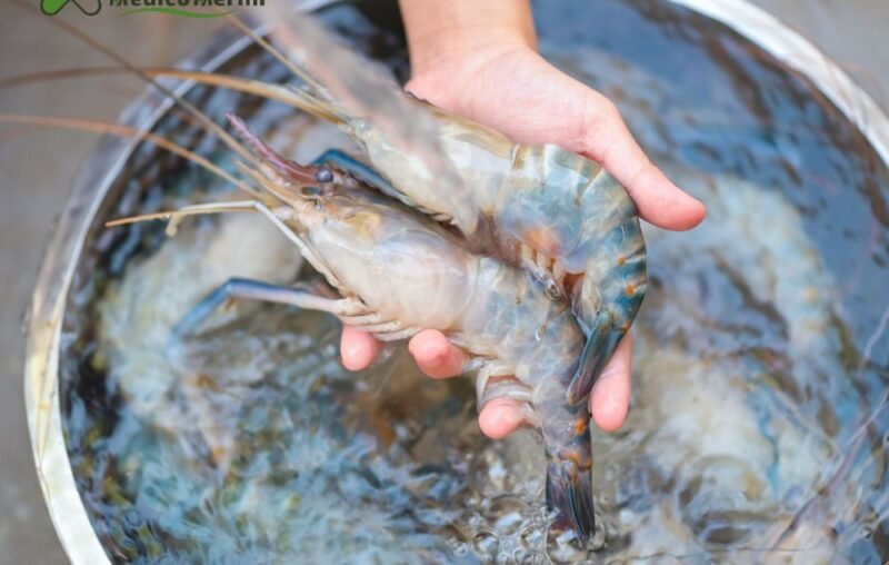 Aquaculture Health Products