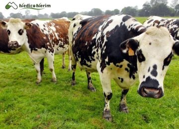 Veteriner Sağlık Ürünleri