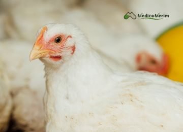 Kanatlı Sağlığı ve Aşılar (2)